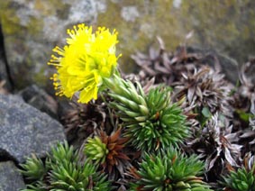 Saxifraga juniperifolia